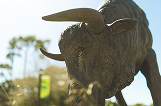 Bull statue on USF Sarasota campus