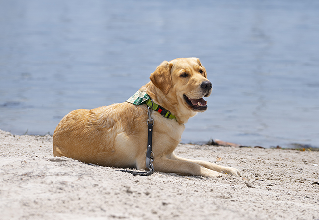 Snowbird on the beach