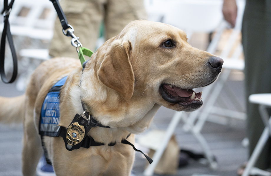 Snowbird wearing a police badge at his swearing-in ceremony