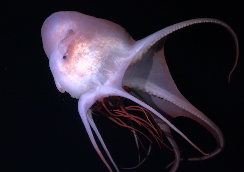 A pelagic octopus eats a bright red jellyfish at 800 meters below the surface.