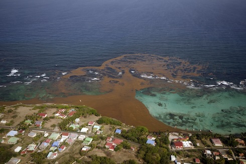 The catalyst for the Great Atlantic Sargassum Belt that has inundated the Caribbean since 2011 is being attributed to changes in currents and suitable growing conditions. Photo by: Jean-Philippe Maréchal.