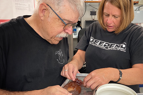 Heather Judkins examines squid on board DEEPEND research cruise.