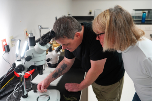 Examining spiders in the lab.