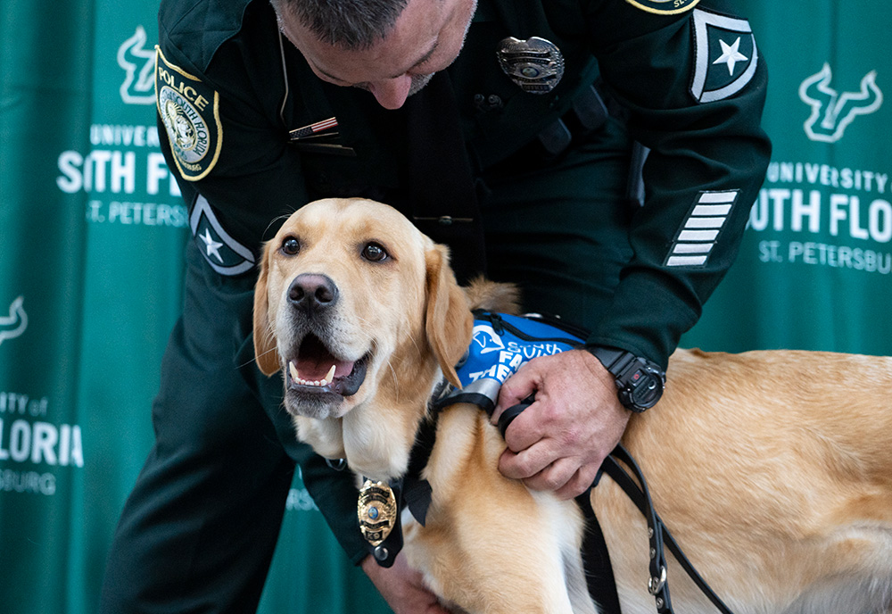 Snowbird, a Golden and Labrador mix